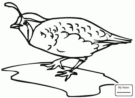 California Quail Drawing at GetDrawings.com | Free for personal use ...