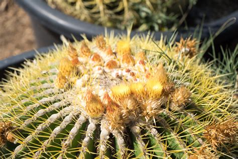 Golden Barrel Cactus — GDNC Nursery