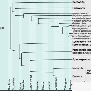 Evolution of land plants. | Download Scientific Diagram