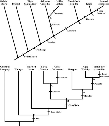 Further Effects of Phylogenetic Tree Style on Student Comprehension in an Introductory Biology ...