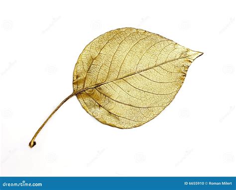 Golden leaf stock photo. Image of luxury, leaf, gold, color - 6655910