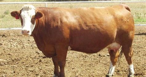 Gelbvieh Cattle Advantages and Disadvantages, Facts, Price