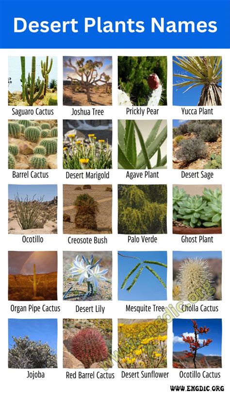 the desert plants names are shown in this poster