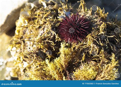 Sea urchin habitat stock photo. Image of rocks, isolated - 77563582