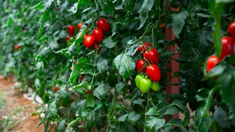 How To Successfully Grow Roma Tomatoes