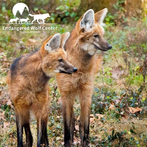 Maned Wolf Pups Add to our 2018 Puppy Boom - Endangered Wolf Center