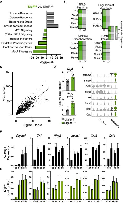 SiglecF(HI) Marks Late‐Stage Neutrophils of the Infarcted Heart: A Single‐Cell Transcriptomic ...