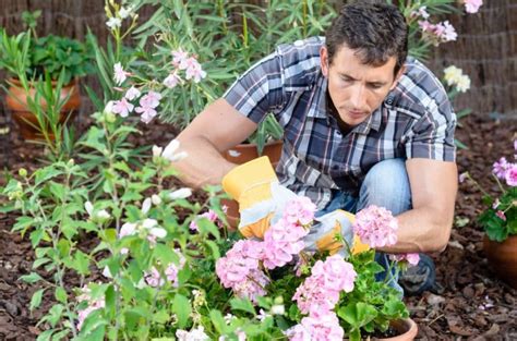 Geraniums Will Look Better Later In The Season If They're Given A ...