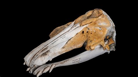 'Narluga': Narwhal-beluga whale hybrid discovered in study of skull