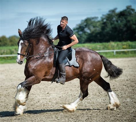 El Caballo Shire - ¡Conoce a este Grandullón! y características Paracaballos.com