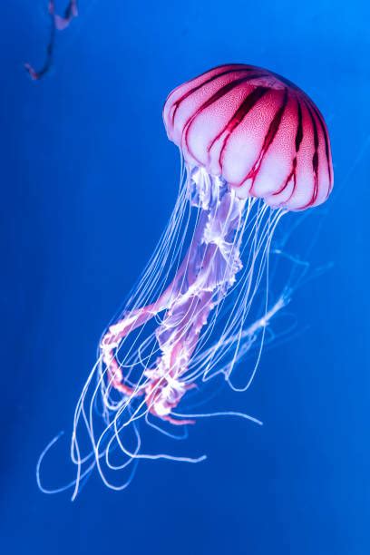 22,700+ Beautiful Jellyfish Stock Photos, Pictures & Royalty-Free Images - iStock