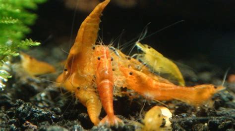 Orange Pumpkin Shrimp | Aquarium Fish India