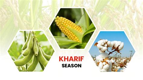 Crop Seasons - Types of Crop Season in India