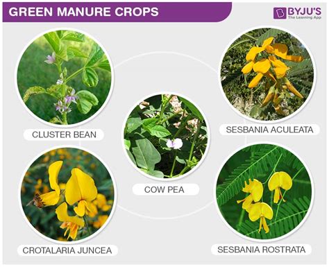 Fertilizers Vs Manure- Difference between Fertilizers and Manures