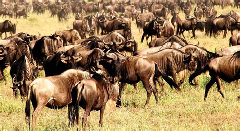 8 Days Maasai Mara Wildebeest Great Migration Private Safari