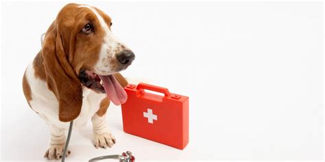 The Perfect Dog First Aid Kit — What's In It?