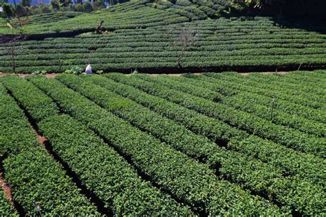 Asia tea plantation stock photo. Image of tourism, countryside - 139169852