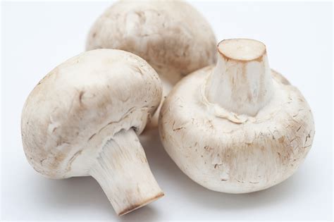 Free Image of Three White Mushrooms on White Background | Freebie.Photography