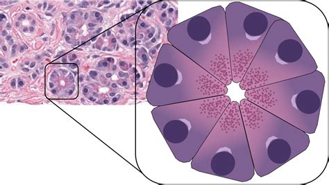 Histology of the Pancreas – UWSOM WWAMI Histopathology Thread