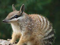 Numbat - Animals Town