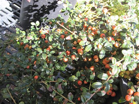 Lowfast Cotoneaster (Cotoneaster dammeri 'Lowfast') in Issaquah Seattle ...