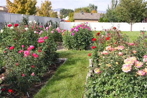 Utah Dahlia Society: Dave Ross Garden Tour