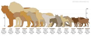 Comparison Chart: Wolf, Fox, Lynx, Cat by Couchkissen on DeviantArt