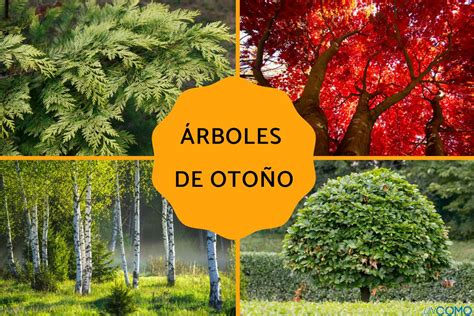 11 árboles de otoño - ¡Descubre cuáles son y disfruta de sus colores gracias a la época otoñal!