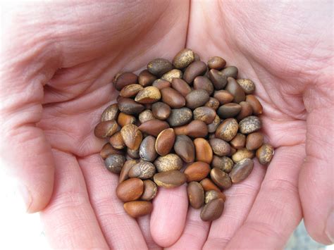 pine nuts - Xylem Silviculture