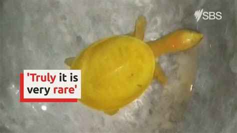 Rare yellow turtle captured in India | SBS News