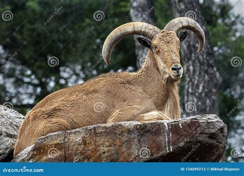 Aoudad Sheep Royalty-Free Stock Photo | CartoonDealer.com #58764939