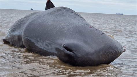 Dead whale beached at Cleethorpes likely to wash up again, charity says ...