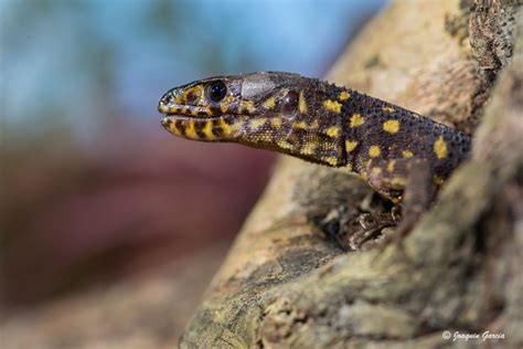 Yellow Spotted Tropical Night Lizard. Photo by joaquin garcia on Flickr. Check out our website ...