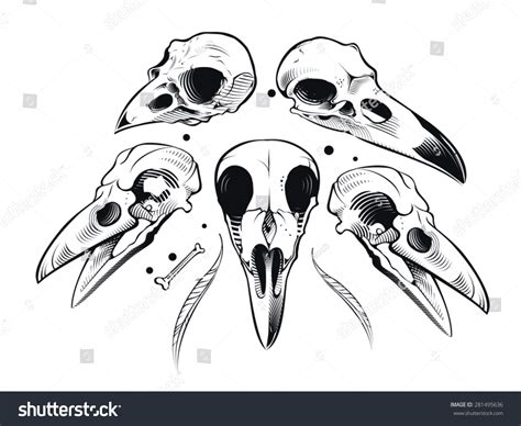 17,243 Bird Skull Images, Stock Photos & Vectors | Shutterstock