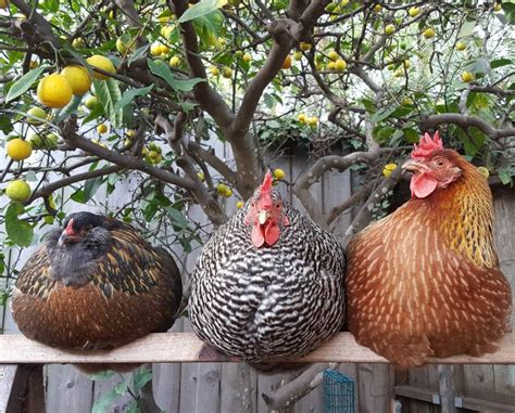 How to Store & Wash Fresh Eggs: Best Practices for Backyard Chicken ...