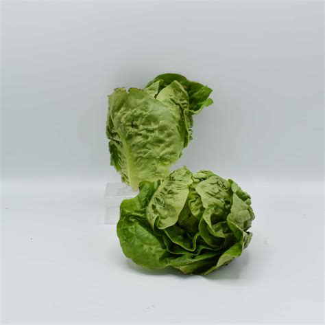 Lettuce (Baby Gem) | Marvellous Greens & Beans