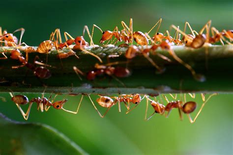 Group of Ants | Flickr - Photo Sharing!