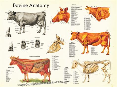 Cow Bovine anatomy chart. Muscles, skeleton and internal organs. Large ...