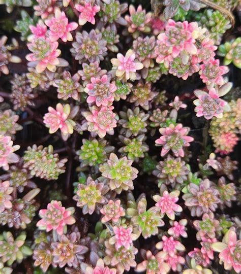 Sedum album Coral Carpet Coral Carpet Stonecrop from Prides Corner Farms