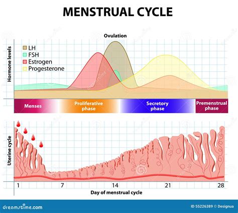 Menstrual Cycle. Endometrium and Hormone Stock Vector - Illustration of corpus, estrone: 55226389