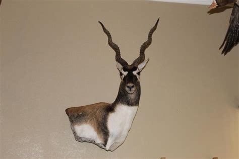 Taxidermist delivered today! - Texas Hunting Forum