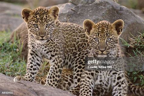 Leopard Cubs Photos and Premium High Res Pictures - Getty Images