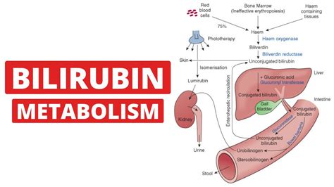 Pictures Of Liver Bilirubin