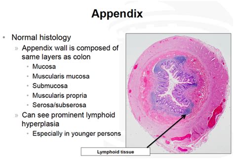 Acute Appendicitis Histology