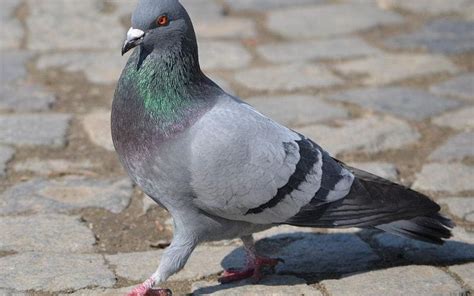 Hero homing pigeon called Mary awarded blue plaque