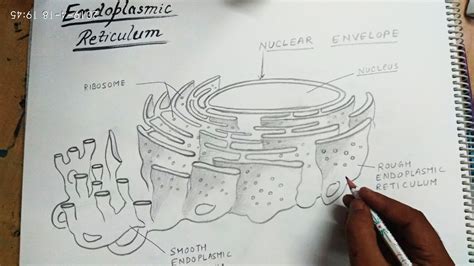 Top more than 76 endoplasmic reticulum sketch diagram - seven.edu.vn