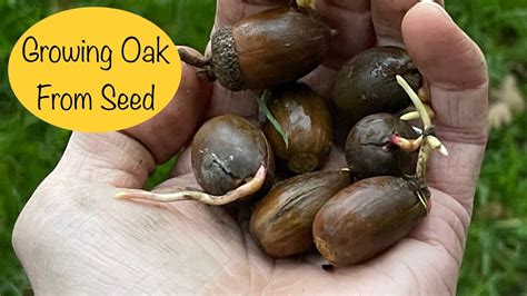 Oak Tree Seeds