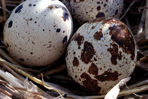 Free Egg of quail Stock Photo - FreeImages.com