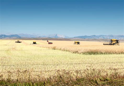 Canola remains the golden crop that keeps on giving - Alberta Farmer ...