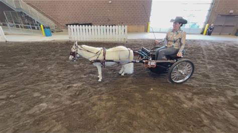 Looking good at the Iowa State Fair horse show | who13.com